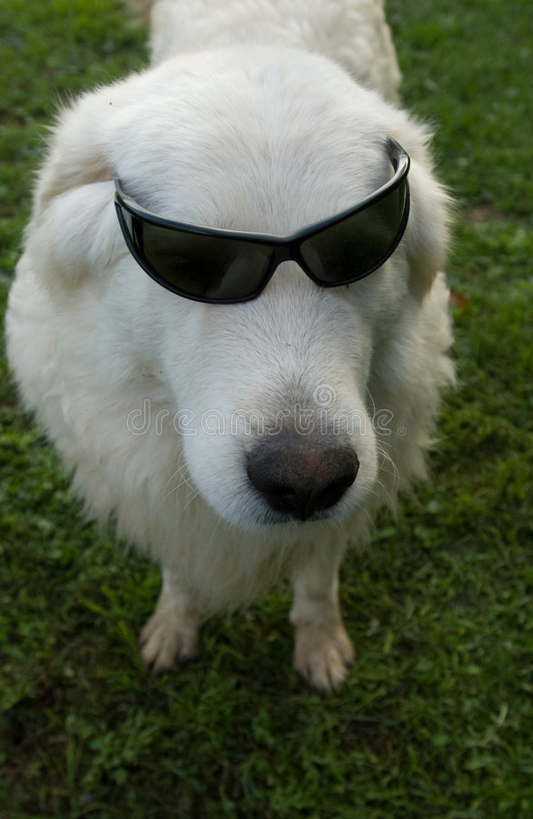 dog-sunglasses-4316973.jpg