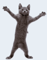dancing-cat.gif